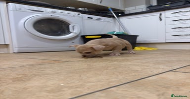 Mixed Breed dogs English bulldog cross ready now - Advert 15