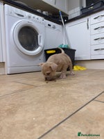 Mixed Breed dogs English bulldog cross ready now - Advert 15