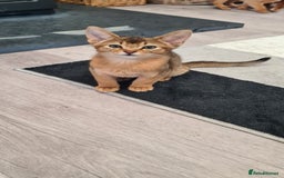 Abyssinian cats for sale: Last aby boy - Image 4