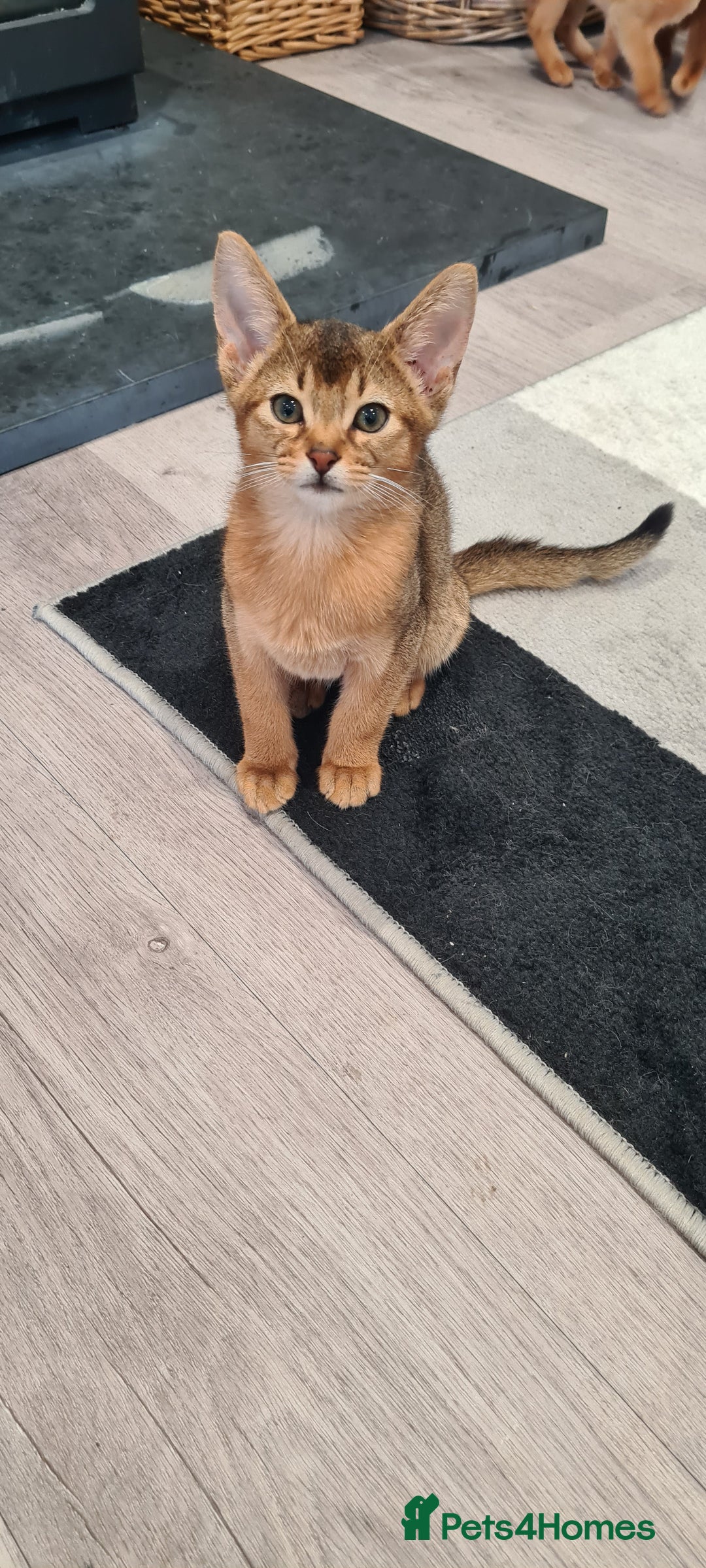 Abyssinian cats for sale: Last aby boy - Image 4