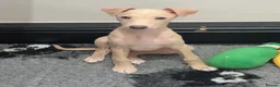 Italian Greyhound dogs for sale: Gorgeous KC Italian Greyhound Puppies - Advert 4