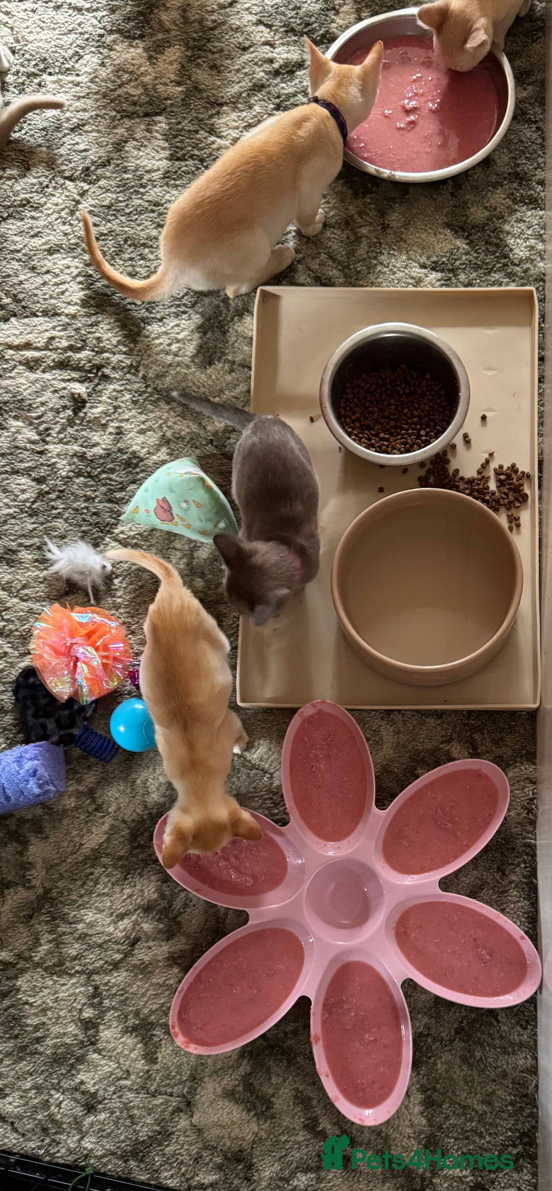 Burmese cats for sale: A fantastic litter of 7 Burmese babies  - Image 21