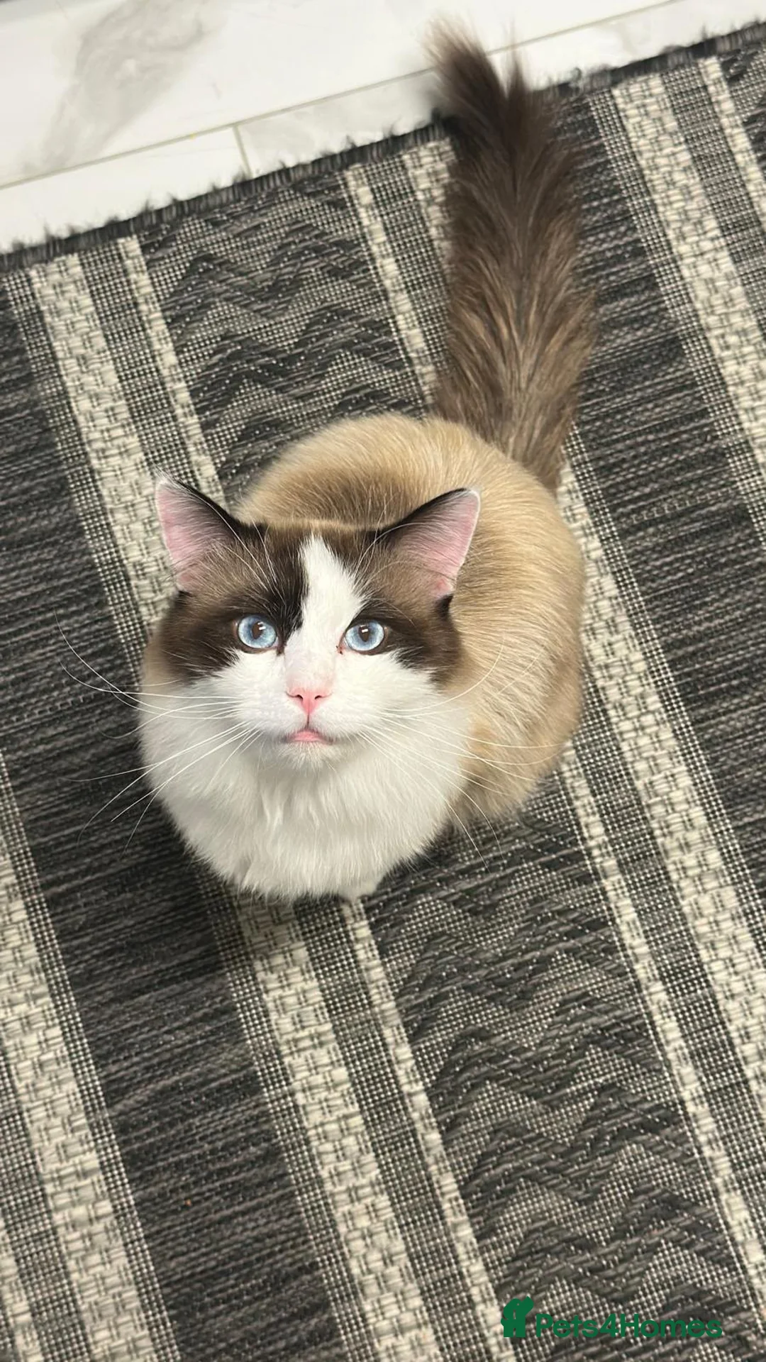 Ragdoll cats for sale: Ragdoll male in Leeds - Advert 4