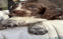 Sprocker dogs for sale: unbelievably marked sprockers 😍 - Image 16