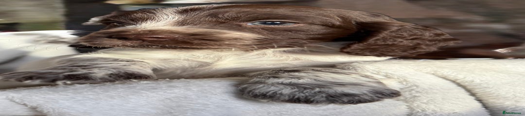 Sprocker Puppy 7