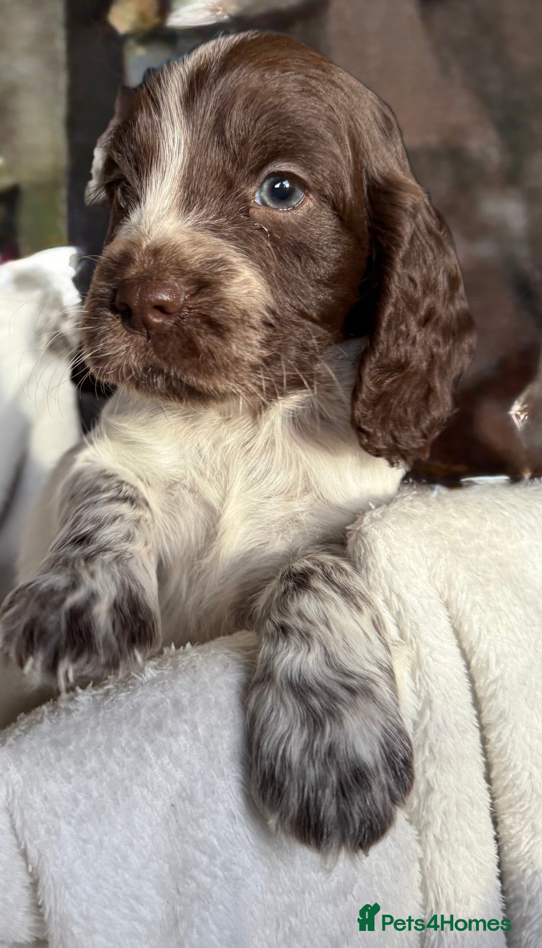 Sprocker dogs for sale: unbelievably marked sprockers 😍 - Image 16