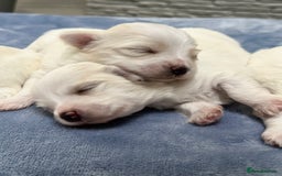 Maltese dogs for sale: Maltese puppies 🐶 - Image 5