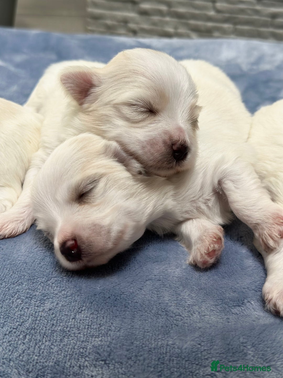 Maltese dogs for sale: Maltese puppies 🐶 - Image 5