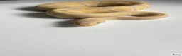 Python Snake reptiles for sale: Candy-GHI-66% het Pied Female - Advert 12