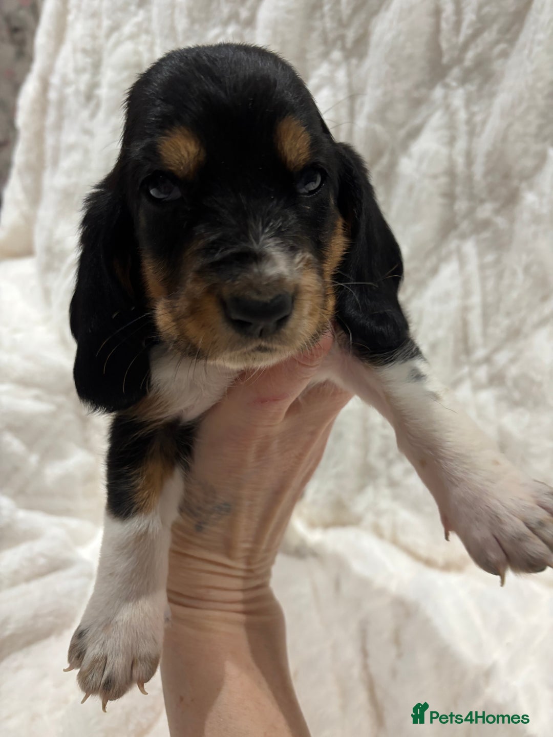 Basset Hound dogs for sale: Bassett hound puppies  - Advert 25