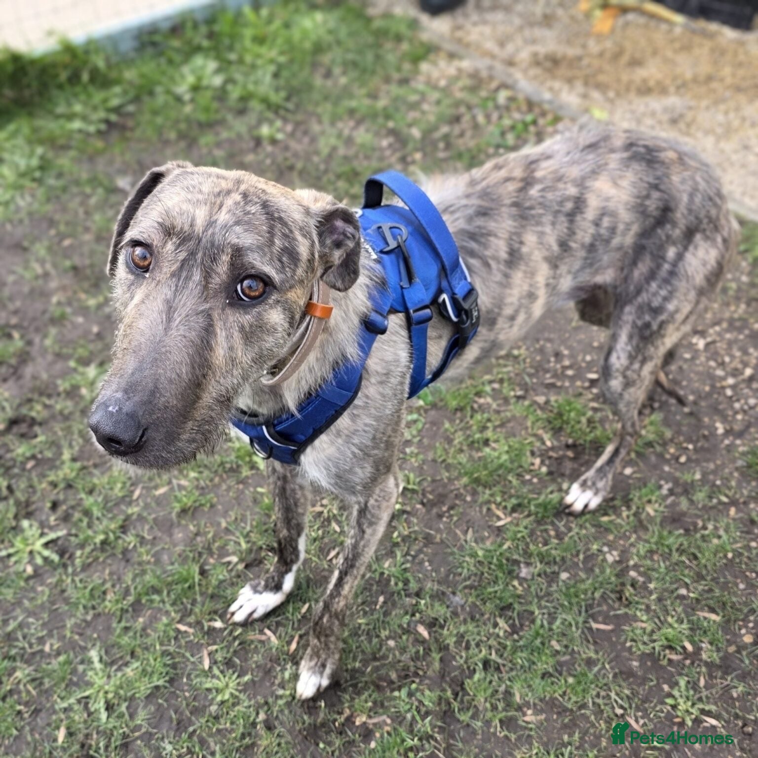 Lurcher dogs Austin - Advert 4
