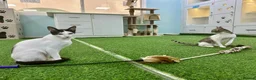 Mixed Breed cats for adoption: [Indoors Only] Yuki & Suki - Adorable Siblings - Advert 19