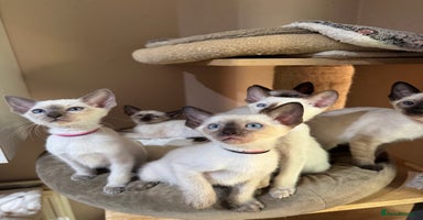 Siamese cats - Advert 4