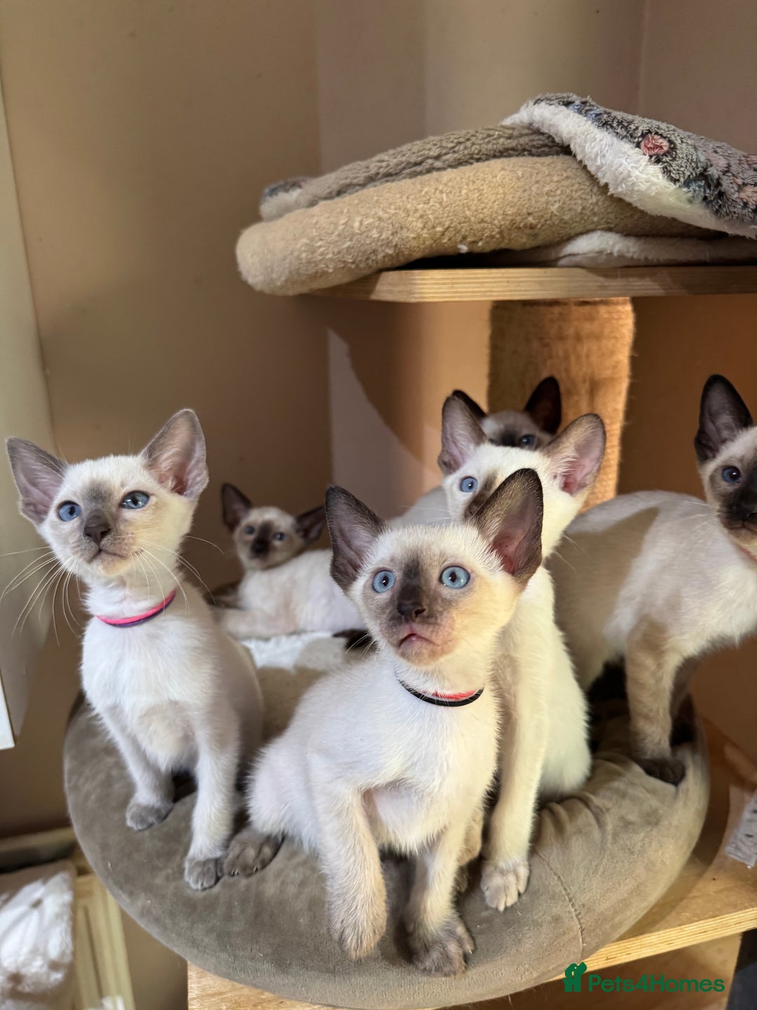Siamese cats for sale: 6 cute Siamese kittens available  - Image 2