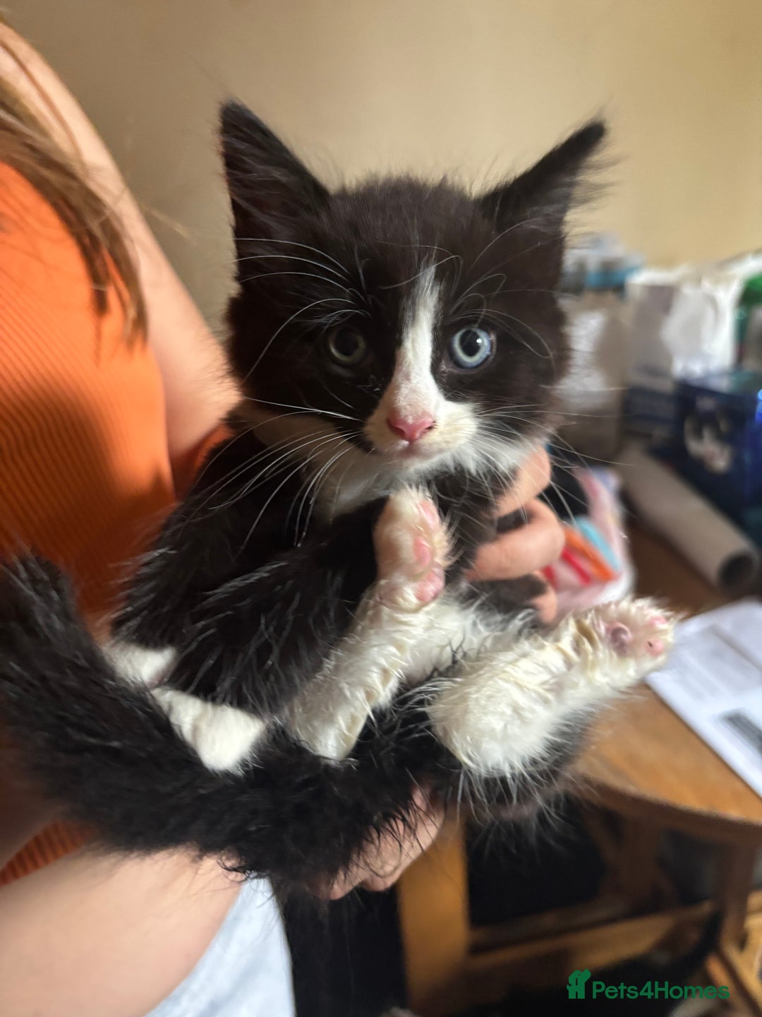 Maine Coon cats for sale: Maine coon kittens for sale  - Image 3