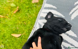 Labrador Retriever dogs for sale: 1 Excellent, outstanding male ready 9 November  - Image 10