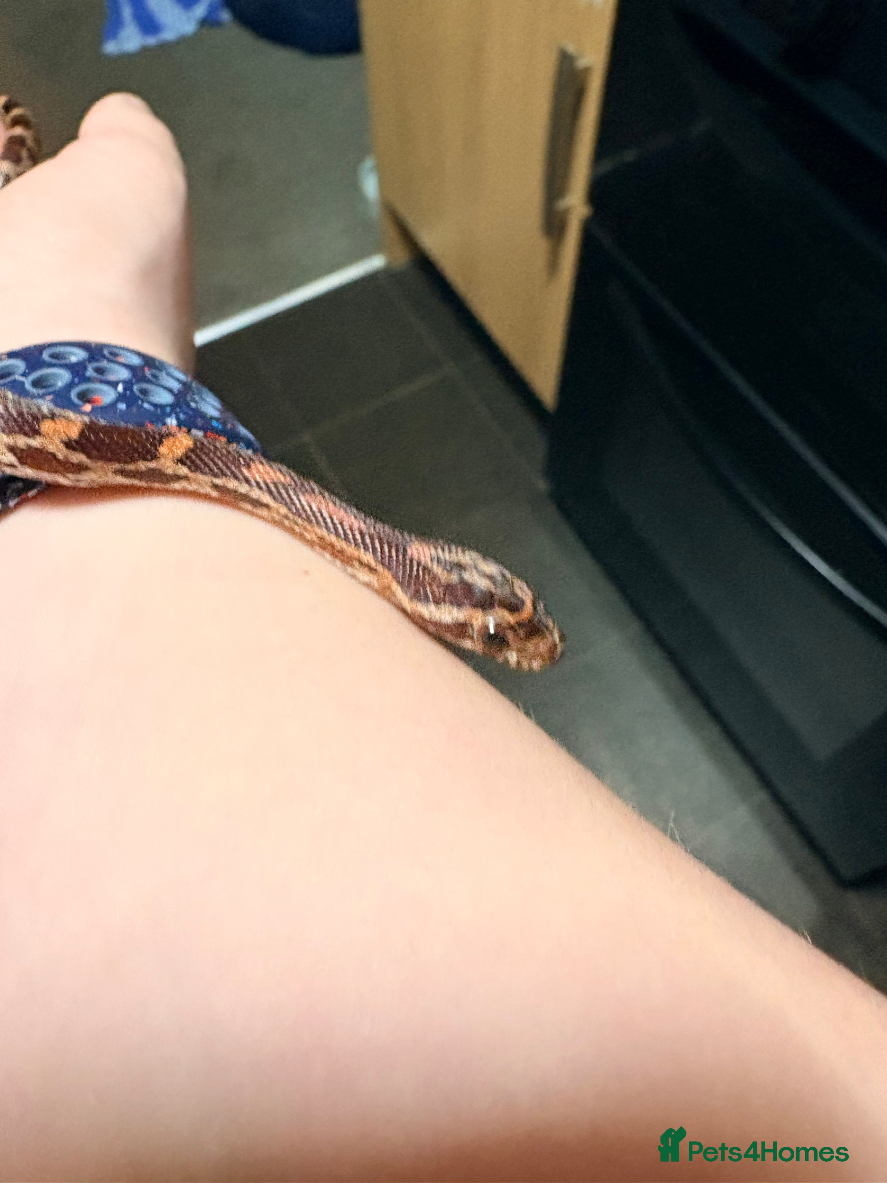 Corn Snake reptiles Corn snake for sale  - Advert 13