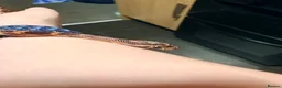 Corn Snake reptiles for sale: Corn snake for sale  - Advert 1