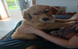 Golden Retriever dogs for sale: Golden retriever puppy - Image 1