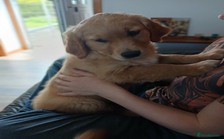 Golden Retriever dogs - Advert 4