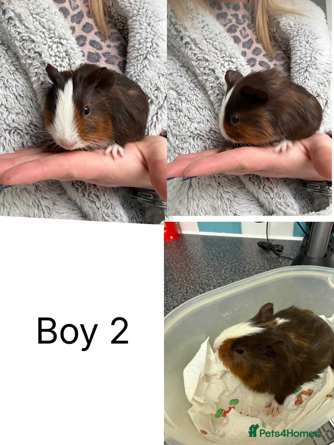 Guinea Pig rodents for sale: Baby Guinea Pigs for sale  - Advert 3