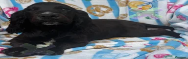 Cocker Spaniel Puppy 1