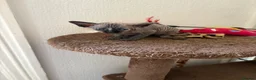 Sphynx cats for sale: Unusual Sphinx’s kittens  - Advert 15