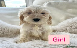 Cockapoo dogs for sale: Gorgeous F1 Cockapoo puppies - Image 4