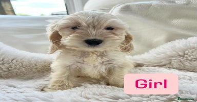 Cockapoo dogs - Advert 9