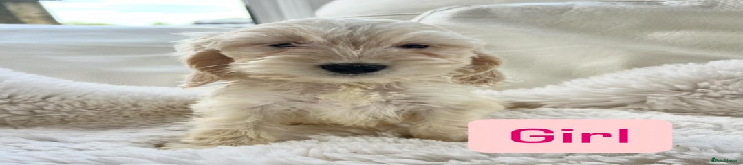 Cockapoo Puppy 5