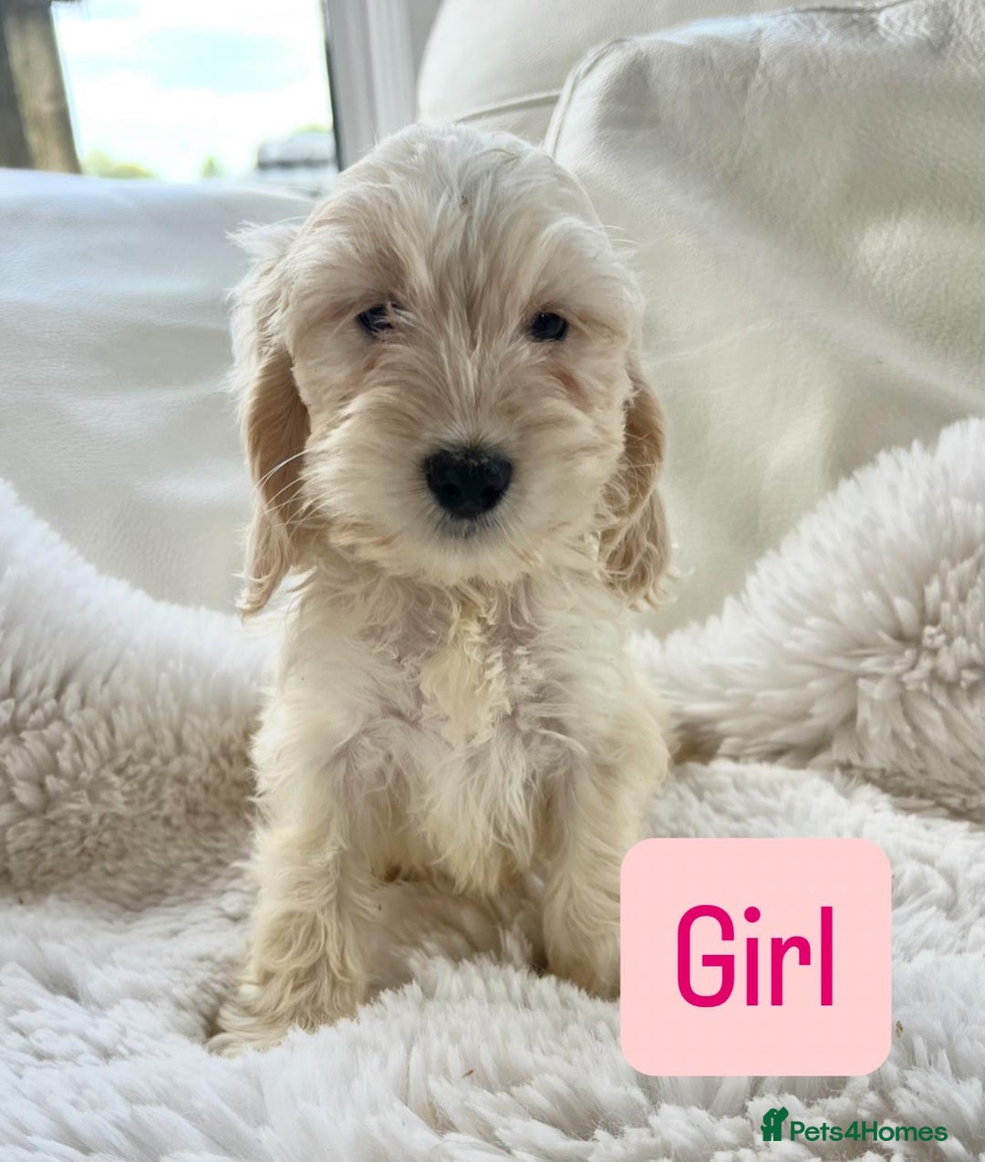 Cockapoo dogs for sale: Gorgeous F1 Cockapoo puppies - Image 4