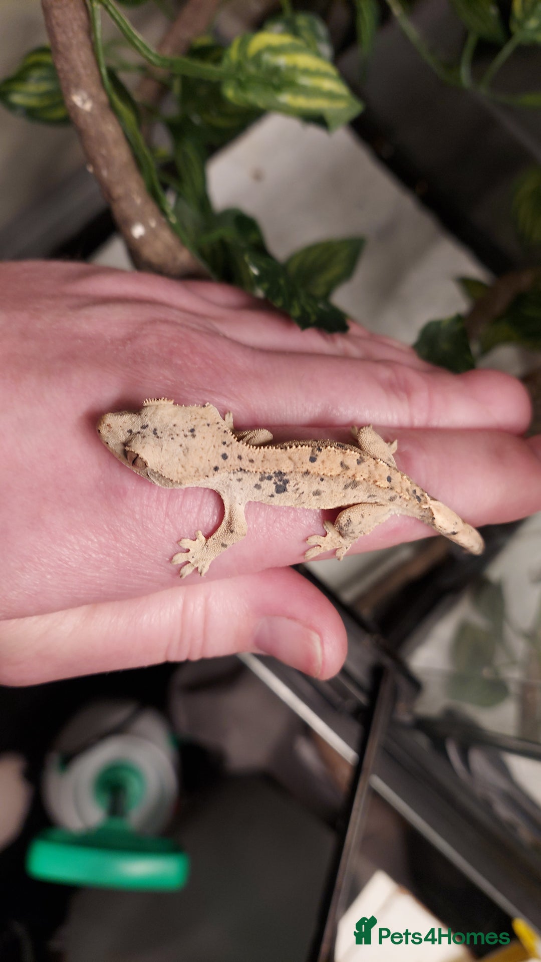 Gecko reptiles for sale: Crested geckos various ages mostly Dalmatians  - Advert 4