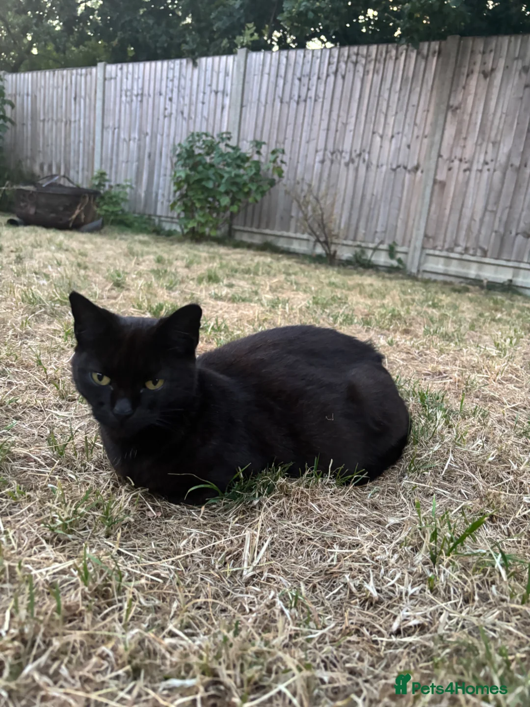 Mixed Breed cats for sale: Tabby, white, patterned, black playful kittens - Advert 1