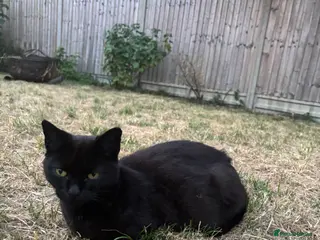Mixed Breed cats Tabby, white, patterned, black playful kittens - Advert 3