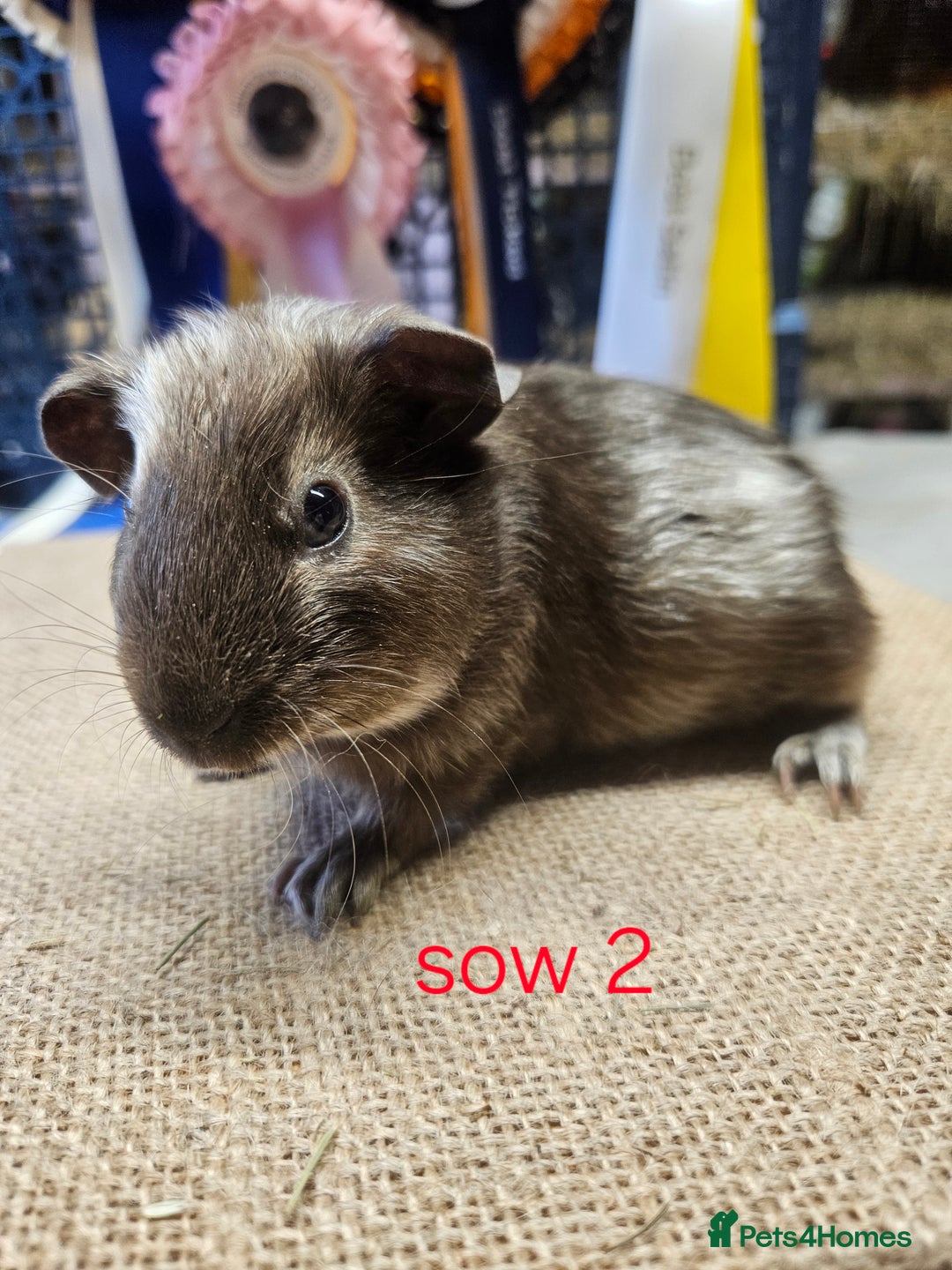 Guinea Pig rodents for sale: Beautiful rare swiss and smooth boys and girls - Image 5