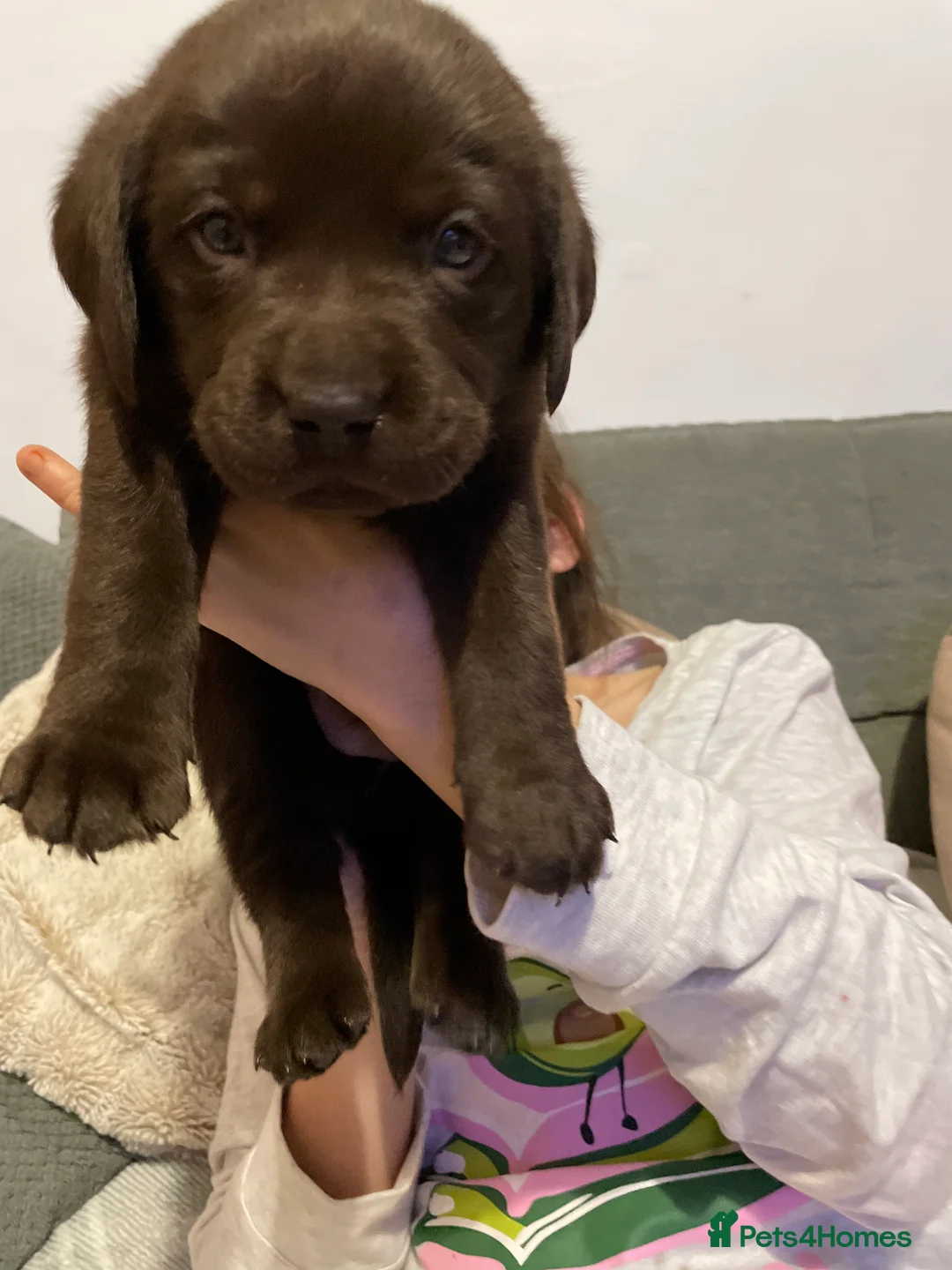 Labrador Retriever dogs for sale: Stunning chocolate Labrador puppies  - Advert 15