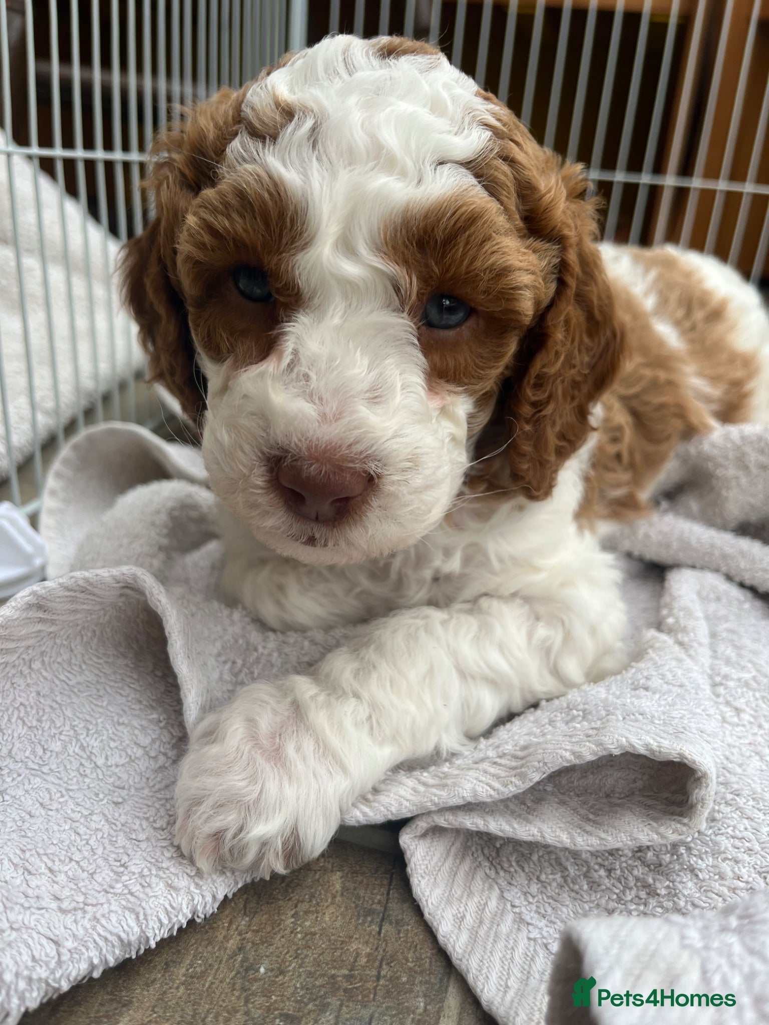 Cockapoo dogs 🔥F1b Cockapoo Pups-Parti Colours-Ready 16th May - Advert 1
