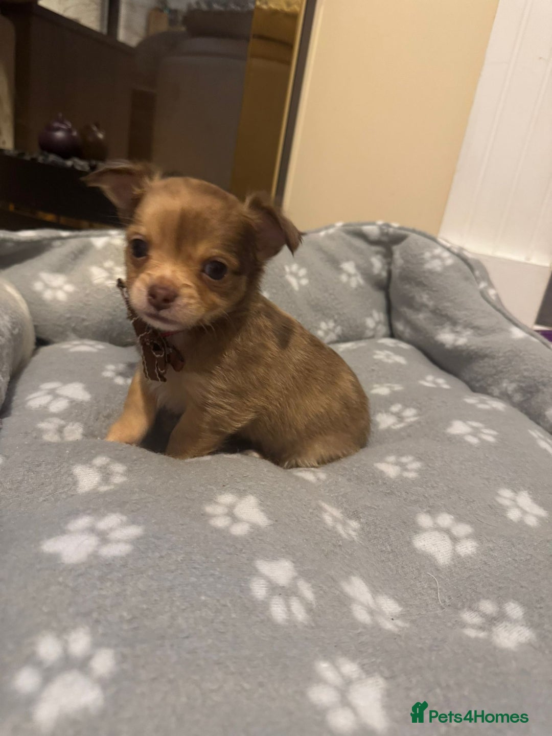 Chihuahua dogs for sale: Long Coat Chihuahua  - Advert 10