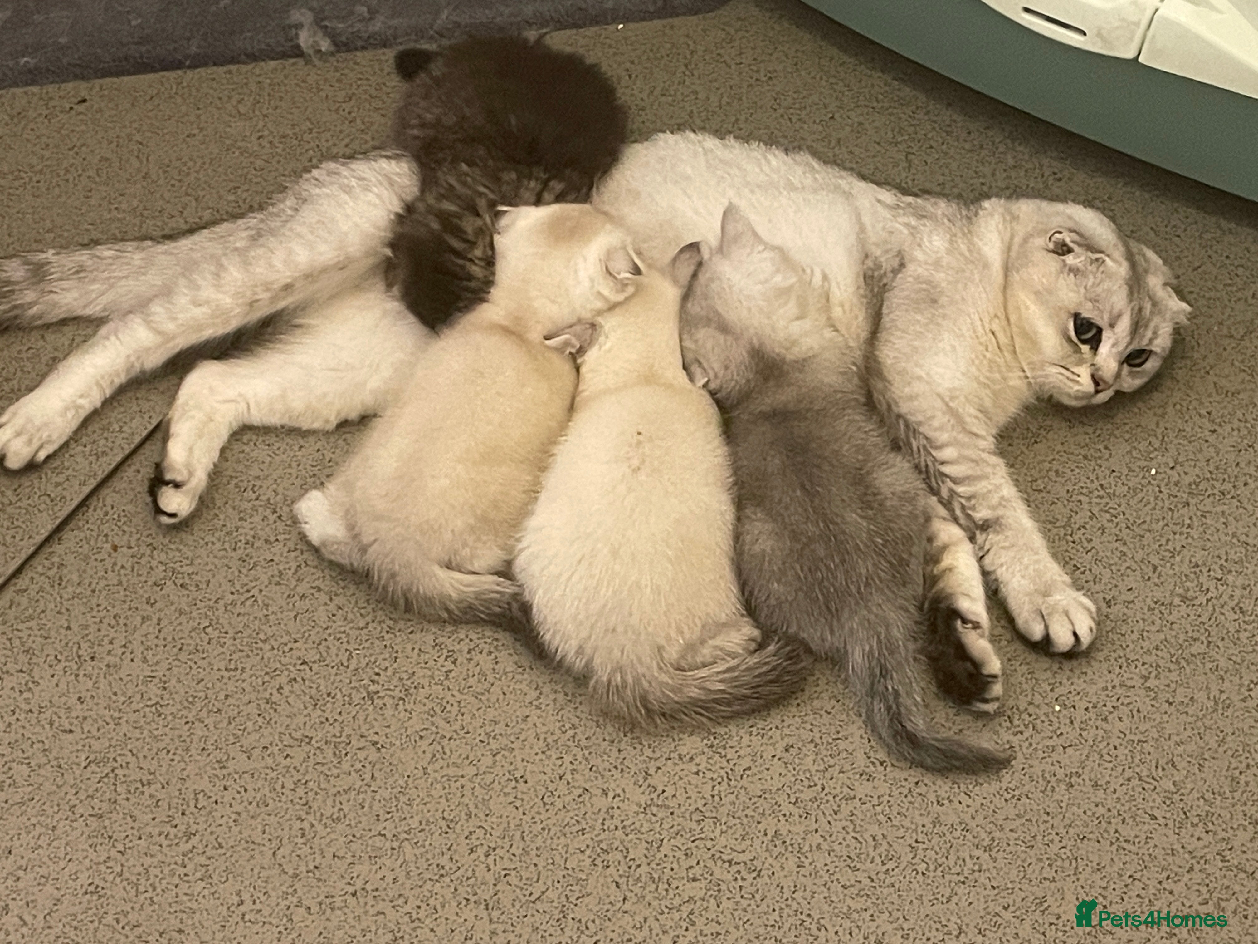 Scottish Fold cats Adorable Scottish Fold Kittens for Sale  - Advert 2