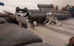 Siberian Husky dogs for sale: Pure siberian Huskies  - Image 3