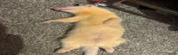 Ferret rodents for sale: 2 male ferrets  - Advert 5