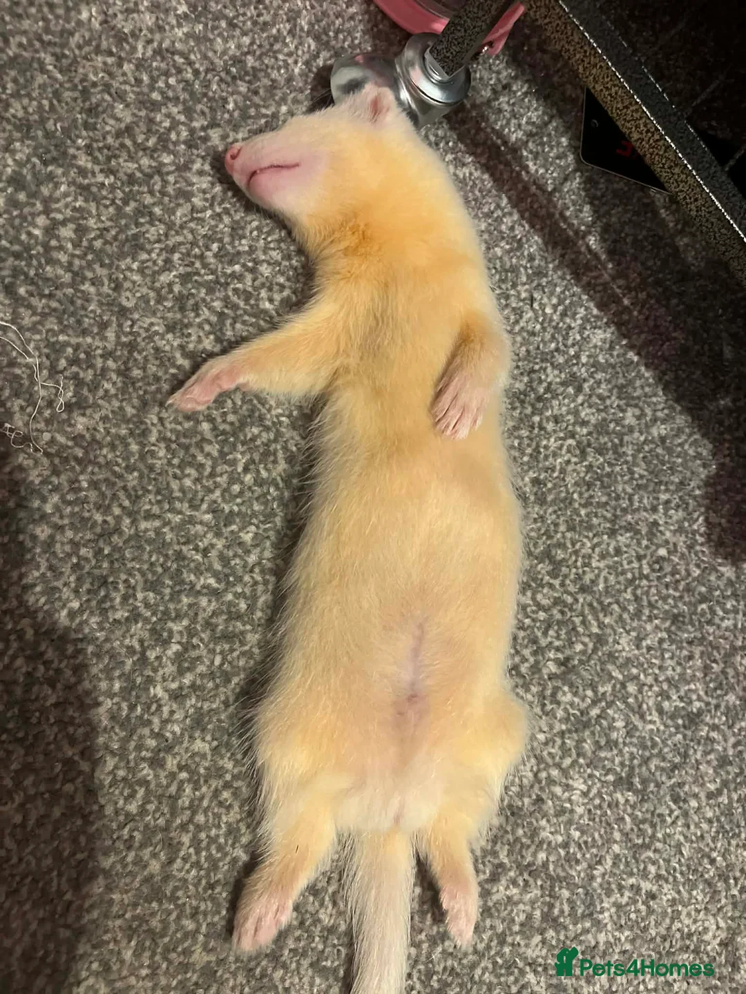 Ferret rodents for sale: 2 male ferrets  - Advert 5