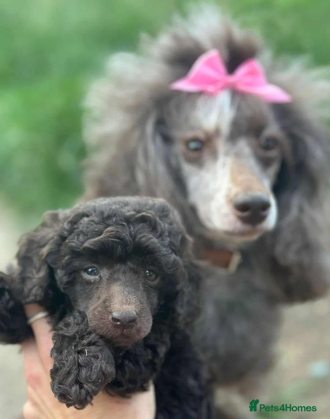Toy Poodle dogs for sale: Chocolate Poodle Boy - Advert 7