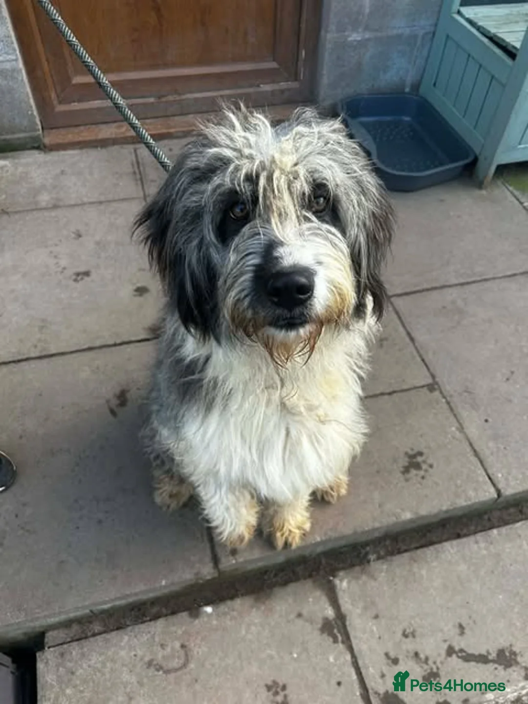 Mixed Breed dogs for adoption: Meet Pingu, currently residing in Cheshire - Advert 1