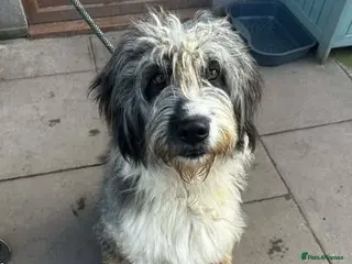 Mixed Breed dogs Meet Pingu, currently residing in Cheshire - Advert 1