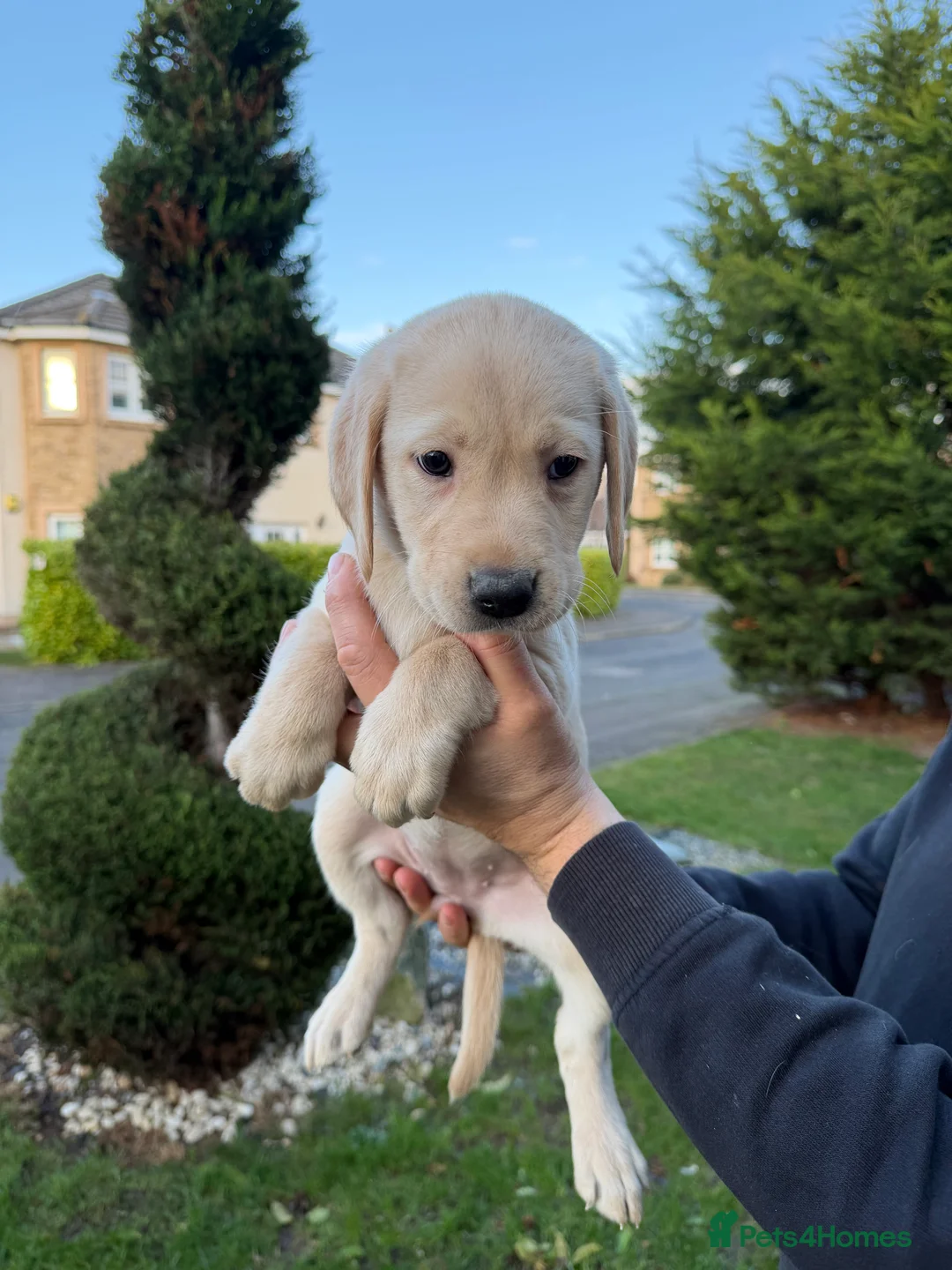 Labrador Retriever dogs for sale: Labrador Retriever Pups  - Advert 6