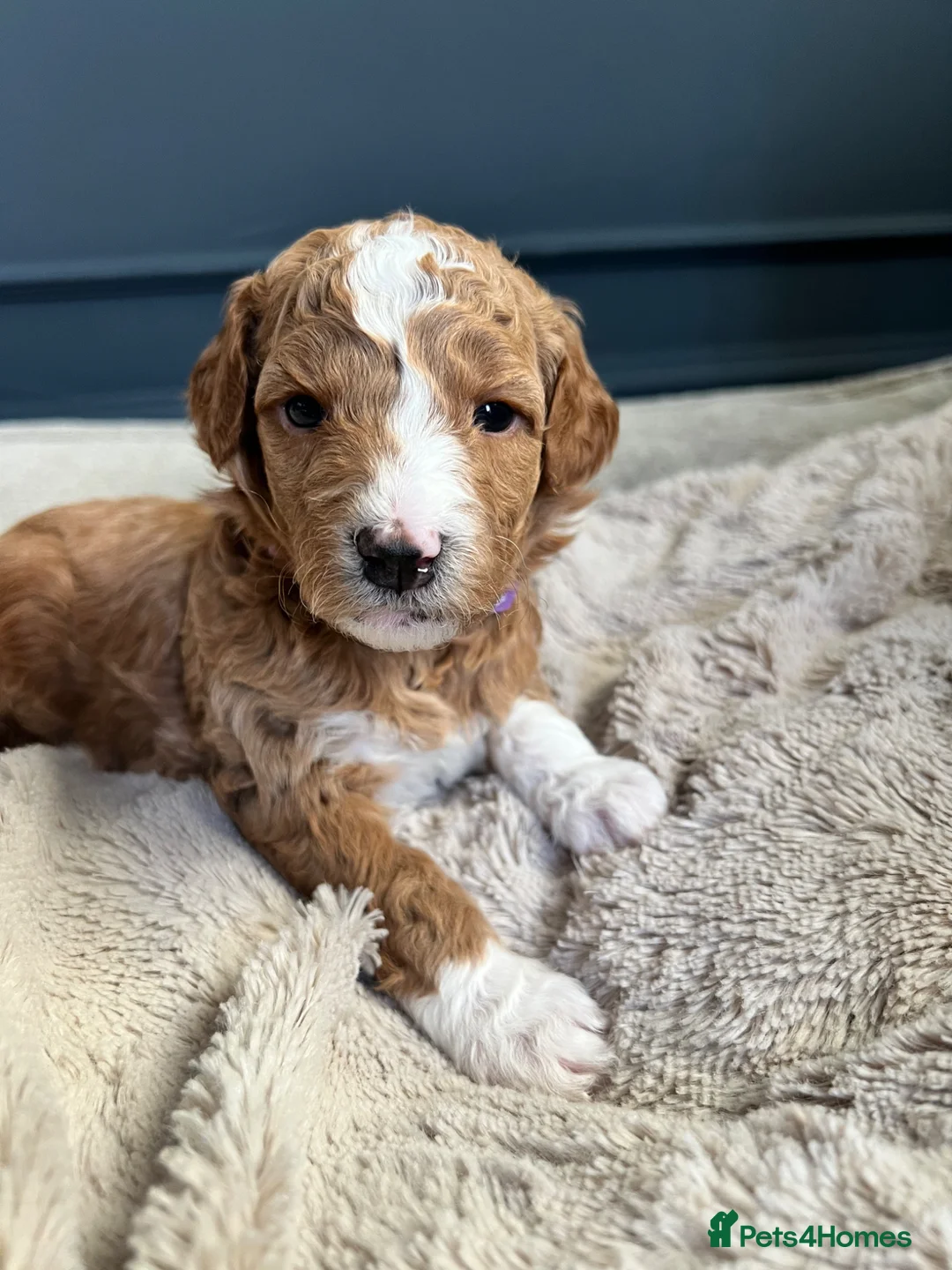 Mixed Breed dogs for sale: Exceptional Double Doodles for loving homes 🐾 - Advert 2