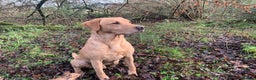 Labrador Retriever dogs for stud: Fully health Tested Labrador, Carrying Fox Red in Tewkesbury - Advert 12