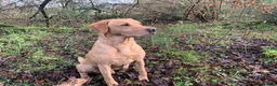 Labrador Retriever dogs for stud: Fully health Tested Labrador, Carrying Fox Red in Tewkesbury - Advert 12
