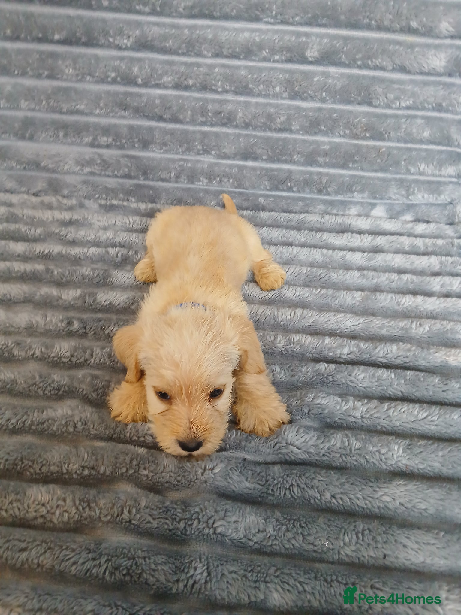 Mixed Breed dogs for sale: 8 dachshund x jack Russel puppies  in Henfield - Advert 15